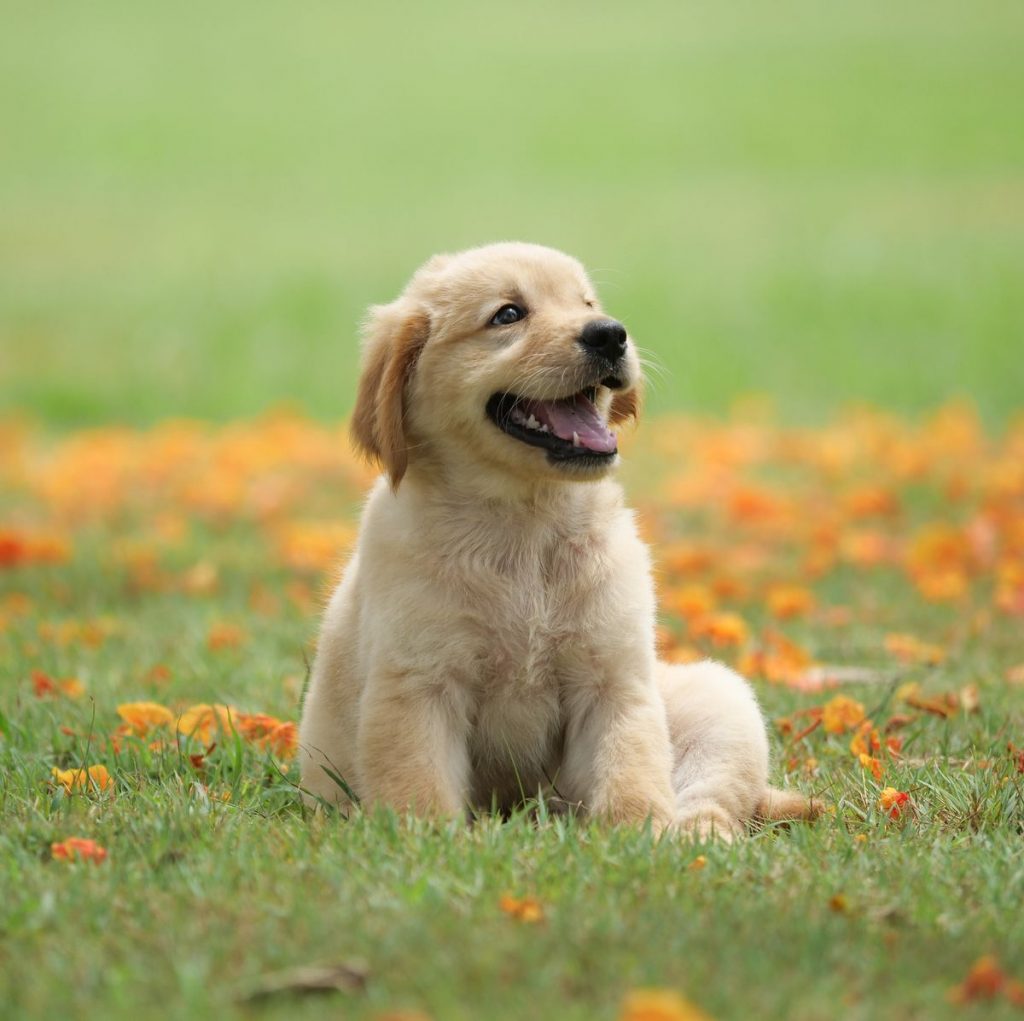 Dog puppy on garden royalty 