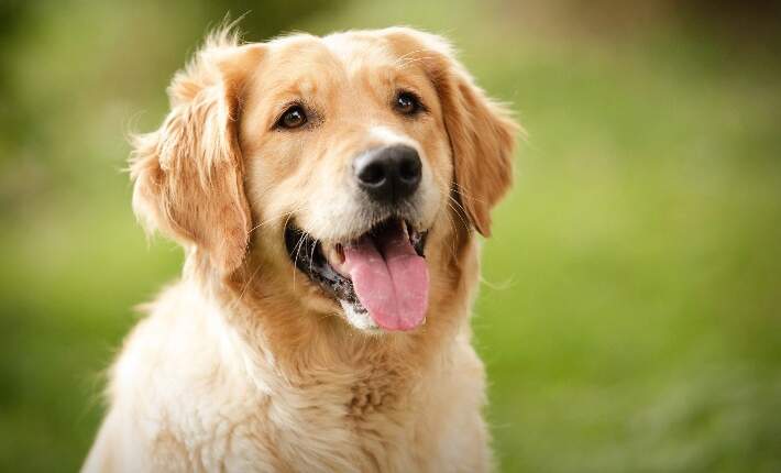 Golden retriever tongue out