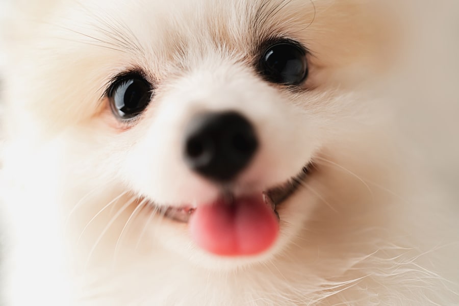 Small white fluffy dog smiling at the camera in close up min