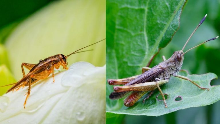 What Do Crickets Eat in the Wild?