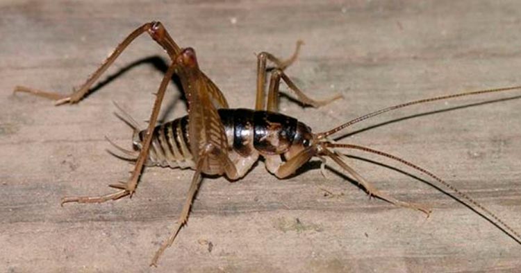 what do crickets eat?