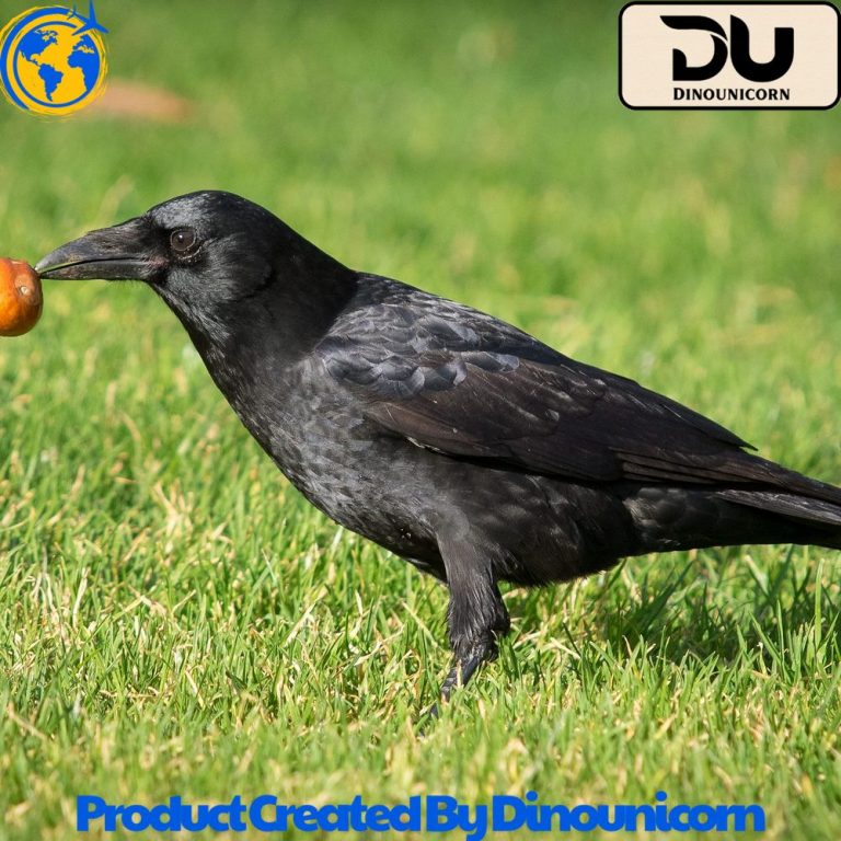 what do crows eat