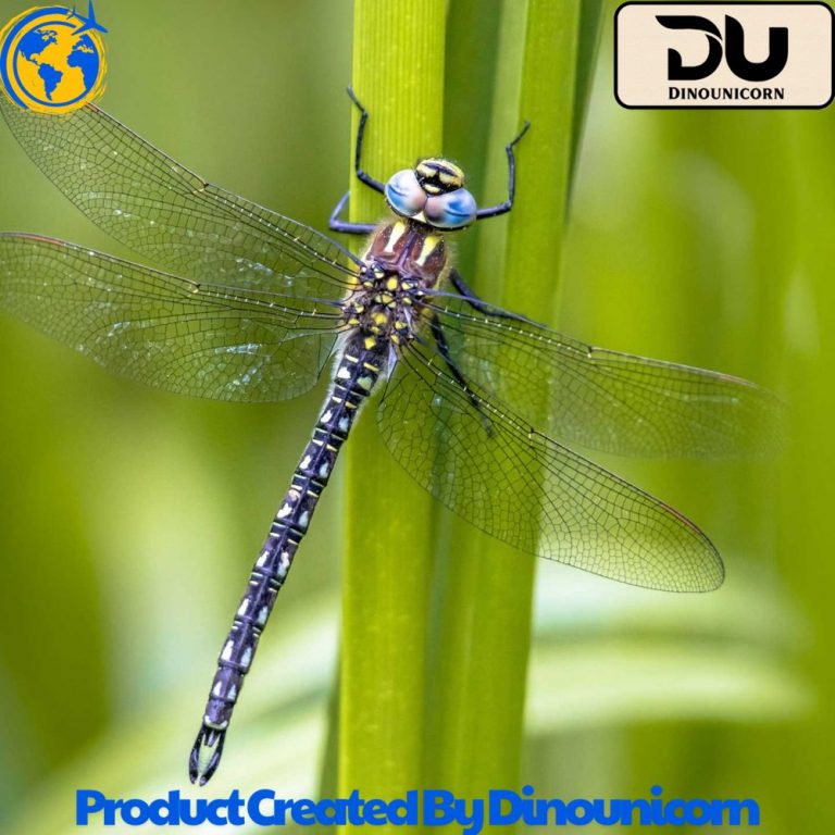 what does a dragonfly symbolize