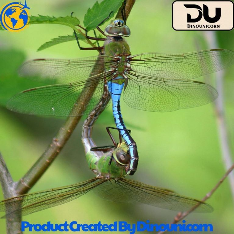 what does a dragonfly symbolize