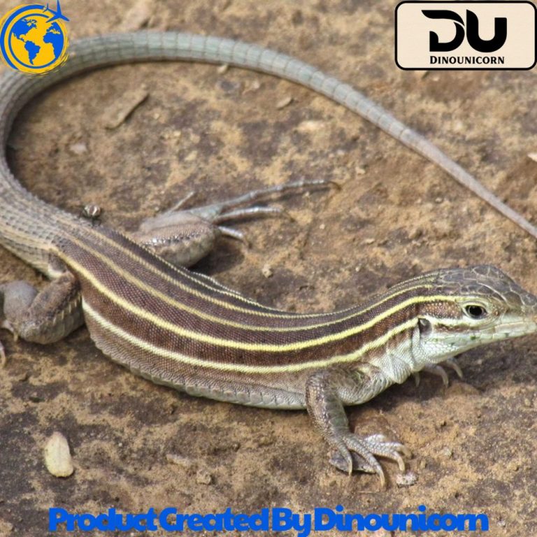 Life Cycle of the Whiptail Lizard